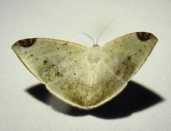 Herbita versilinea