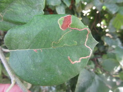 Insecta
