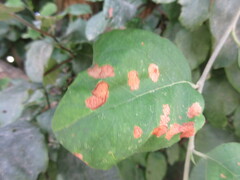 Insecta