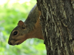 Sciurus niger