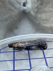 Acrobasis suavella