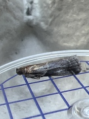 Acrobasis suavella