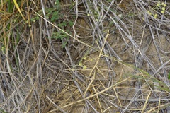 Physaria thamnophila