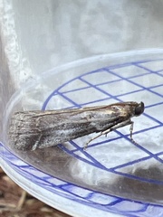 Acrobasis suavella