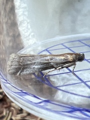 Acrobasis suavella
