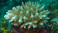 Acropora tenuis
