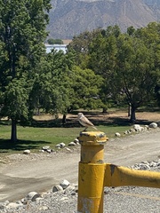 Salpinctes obsoletus obsoletus