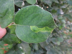 Insecta