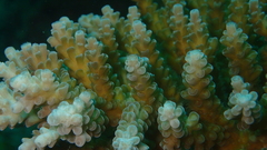 Acropora tenuis