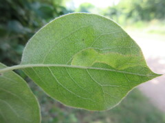 Insecta