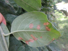 Insecta