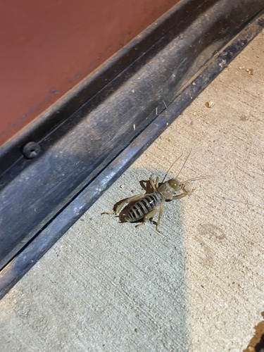 iNaturalist observation photo of North American Jerusalem Crickets
