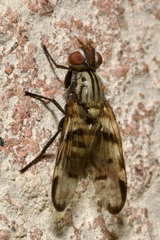 Otites formosa