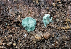 Trichoderma victoriense