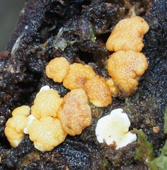 Trichoderma victoriense