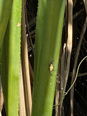 Gasteracantha falcicornis