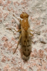 Opomyza florum