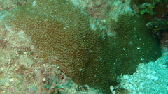 Montipora verrucosa