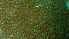 Montipora verrucosa