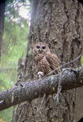 Strix occidentalis caurina