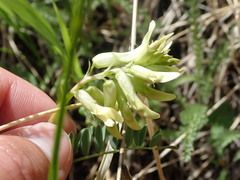Astragalus scopulorum
