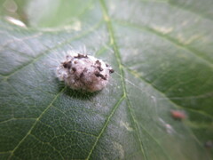 Arthropoda