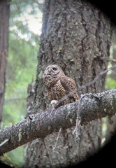 Strix occidentalis caurina