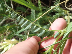 Astragalus scopulorum