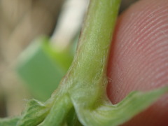 Astragalus scopulorum