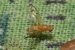 Opomyza florum