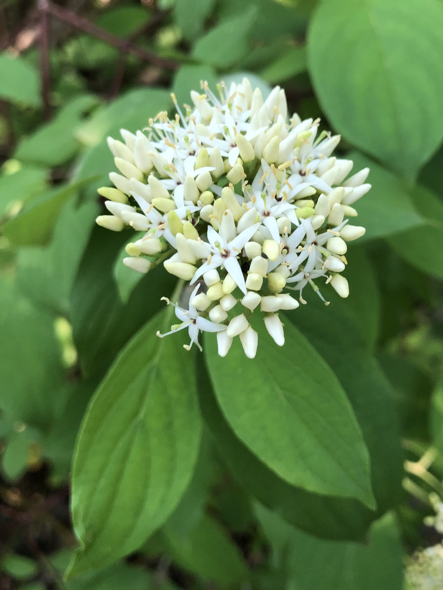 Cornus amomum ssp. obliqua