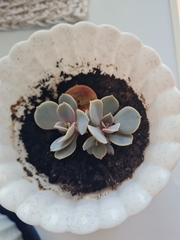 Echeveria gibbiflora × potosina
