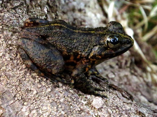 Grandidier's Madagascar Frog