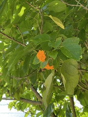 Cordia subcordata