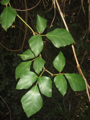 Rhoicissus rhomboidea