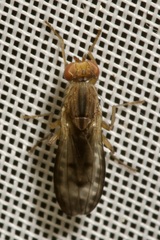 Opomyza germinationis