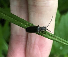 Denticollis denticornis