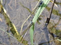 Argia sedula