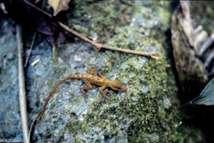 Anolis uniformis