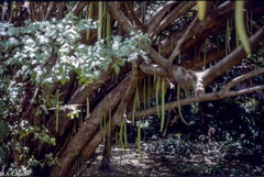 Parmentiera cereifera