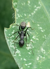 Camponotus japonicus
