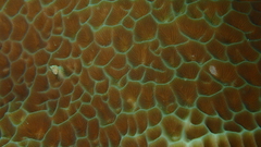 Gardineroseris planulata