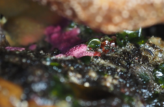 Stylantheca papillosa