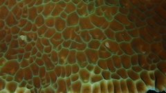 Gardineroseris planulata