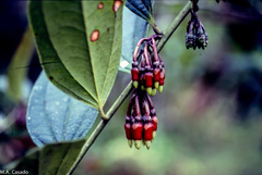 Psammisia penduliflora