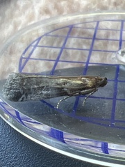 Acrobasis suavella