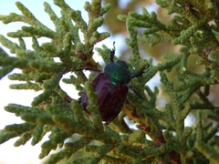 Paracotalpa