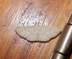 Cyclophora obstataria
