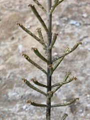 Kalanchoe delagoensis image