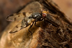 Otites ornata